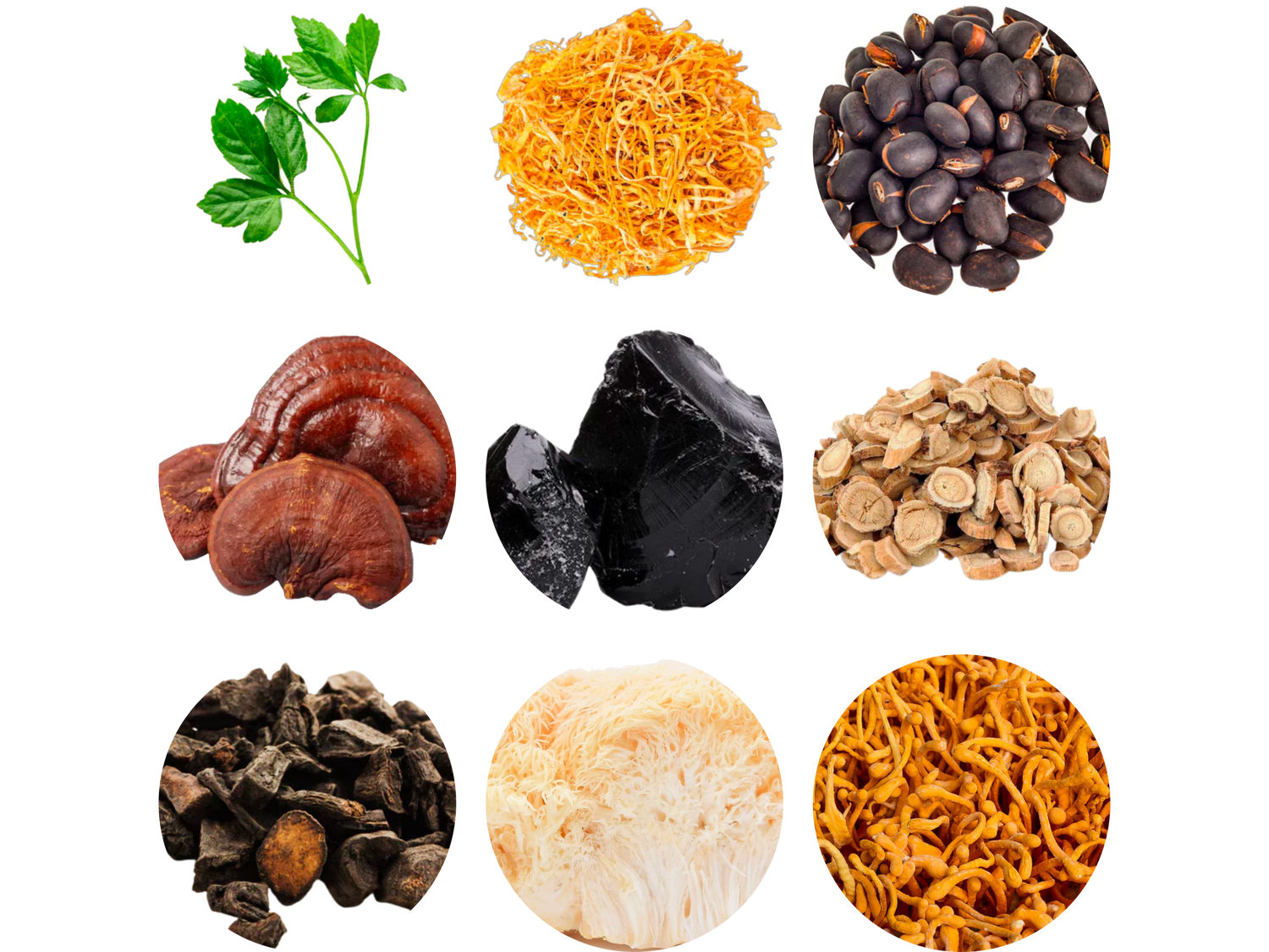 Collection of medicinal herbs and mushrooms, including Reishi, Lion's Mane, Cordyceps, Chaga, and other natural ingredients known for their health benefits.