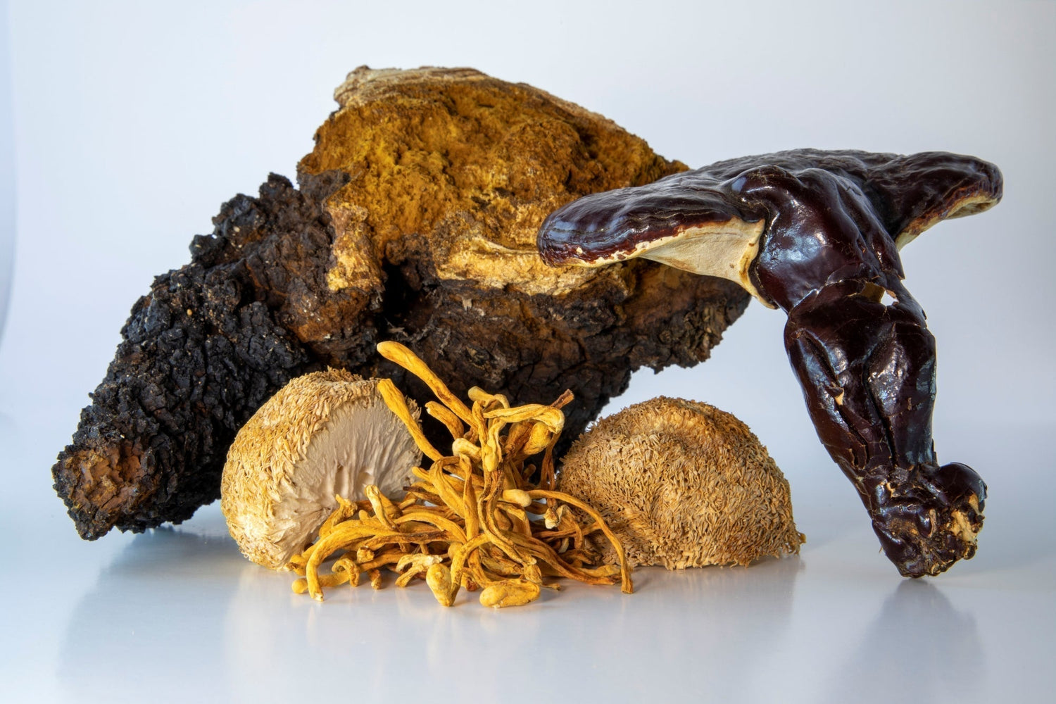 Image of Lion's Mane, Cordyceps, Reishi mushroom, and other nootropic ingredients over a white background.