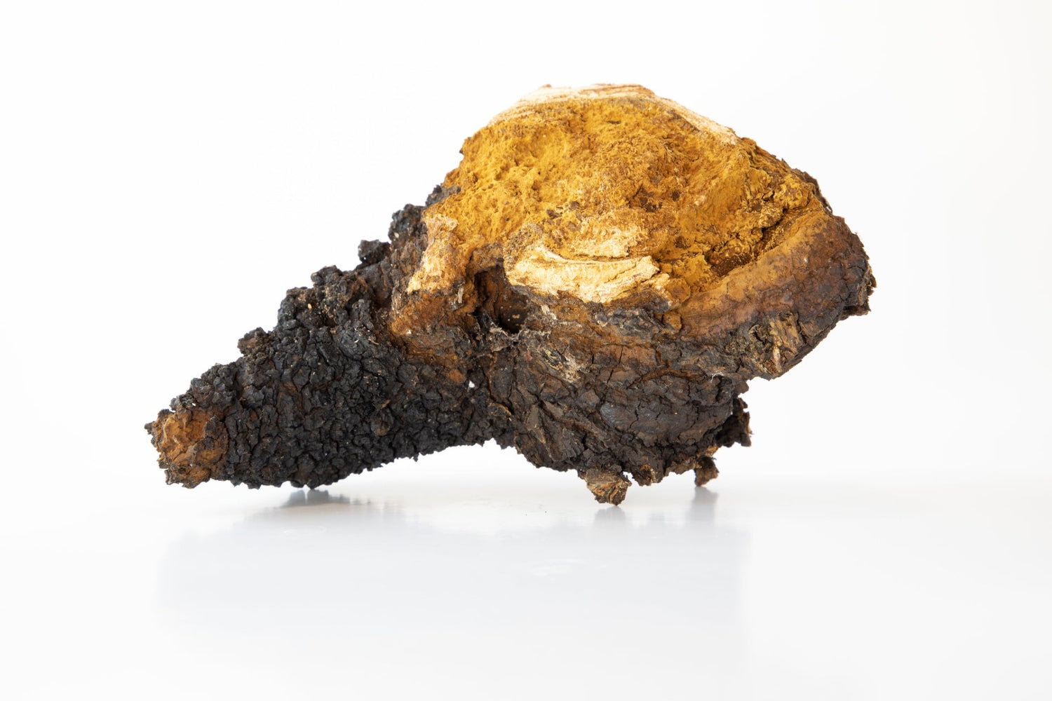 A close-up picture of a Chaga mushroom against a white background.
