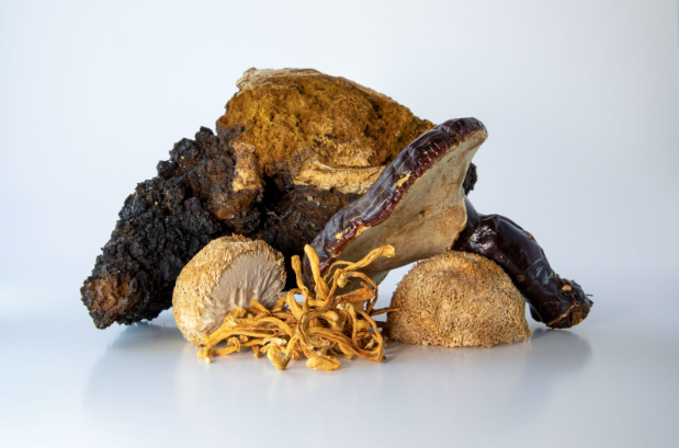 The Science Behind Adaptogens: How They Help Combat Stress and Fatigue