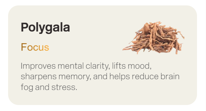 Image and benefits of Polygala.