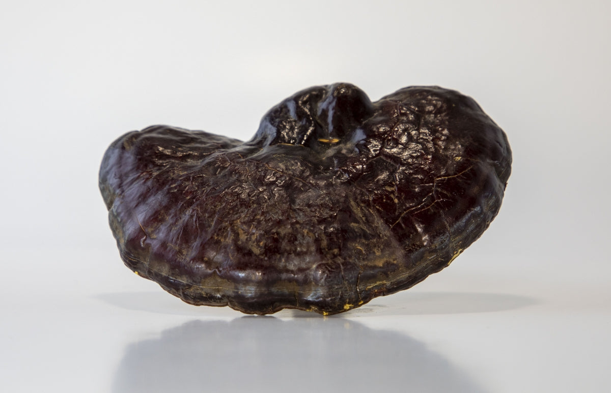 Shilajit for Stress: Ancient Wisdom for Modern Life