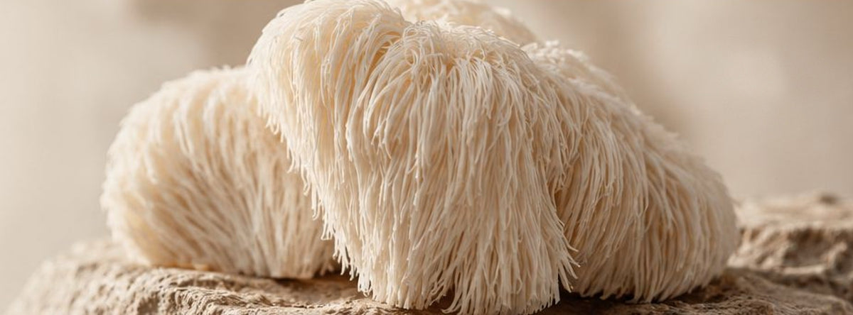 Lion’s Mane