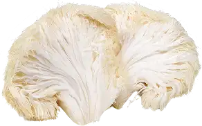 Lion’s Mane