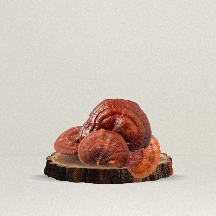 Champignon Reishi