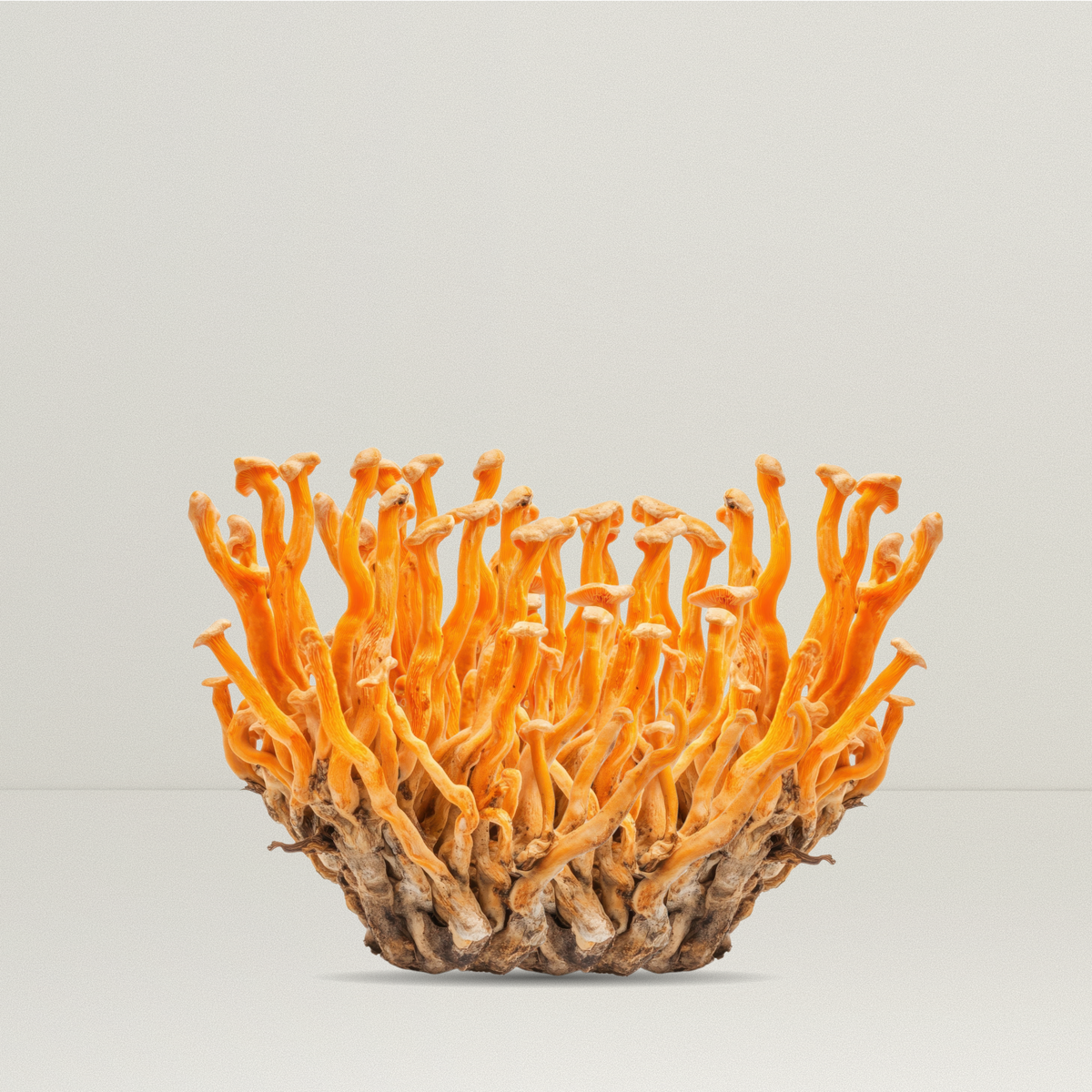 Cordyceps Mushroom