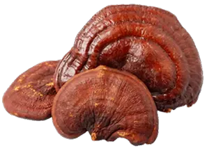Reishi