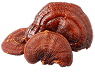 Reishi Mushroom