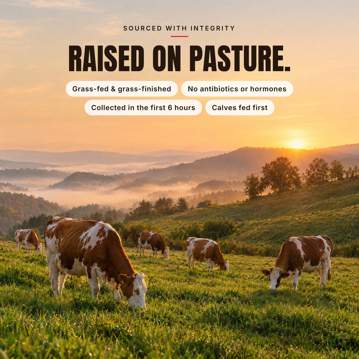 Raised on pasture: grass-fed cows grazing at sunrise, the source of Alcami Colostrum
