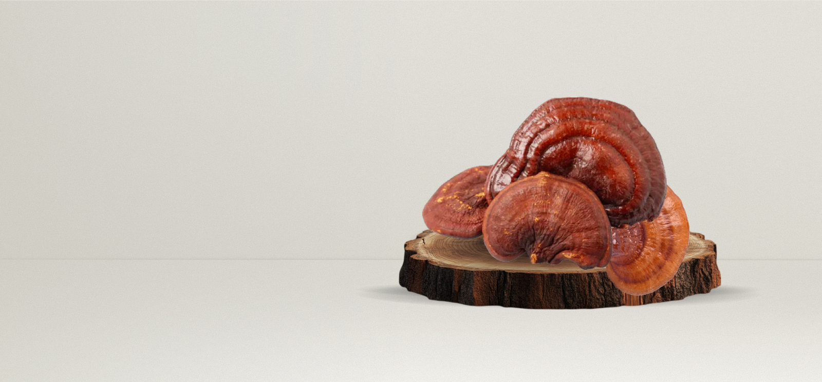 Champignon Reishi