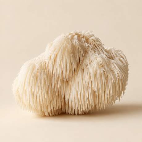 Lion's mane mushroom