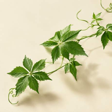 Gynostemma leaves